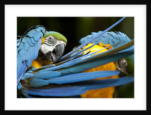 Blue-and-gold Macaws at Zoo Ave Park by Anonymous