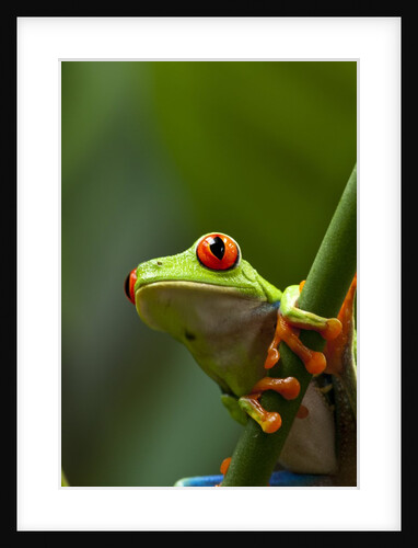 Red-eyed tree frog on stem by Anonymous