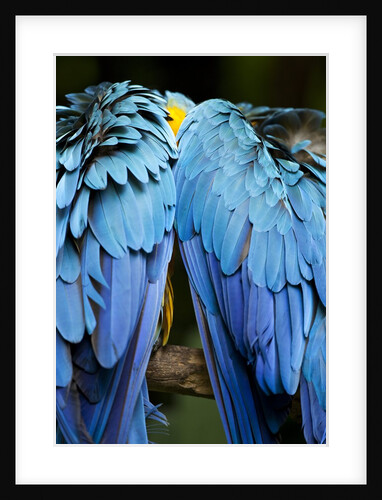 Two blue and gold macaws by Anonymous