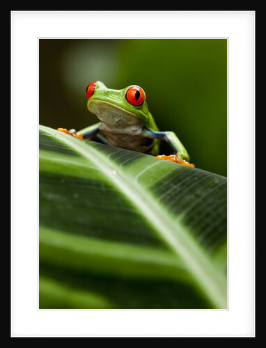 Red-eyed tree frog on leaf by Anonymous