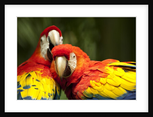 Scarlet Macaws at Zoo Ave Park, Outside San Jose by Anonymous