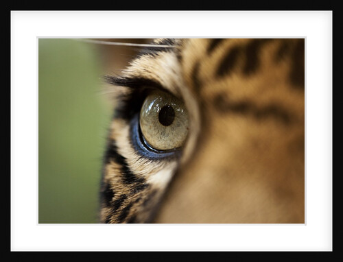 Captive Jaguar at Las Pumas Rescue Shelter by Anonymous