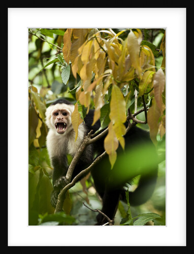 White Face Capuchin in a Tree in Costa Rica by Anonymous