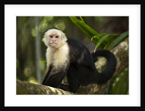 White-Faced Capuchin in a Tree in Manuel Antonio National Park by Anonymous