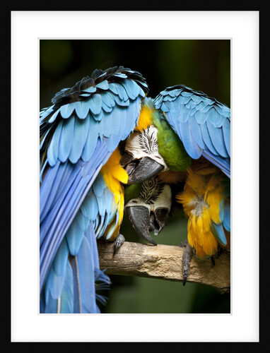 Blue-and-gold Macaws at Zoo Ave Park by Anonymous