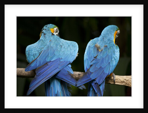 Blue-and-gold Macaws at Zoo Ave Park by Anonymous