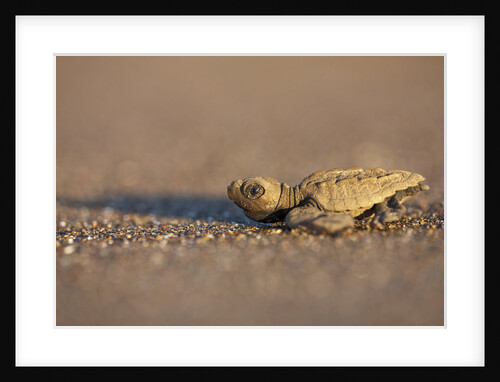 Hatchling Sea Turtle on the Beach in Costa Rica by Anonymous