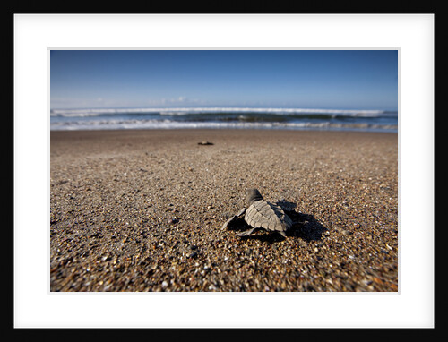Hatchling Sea Turtle Heads to the Ocean by Anonymous