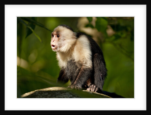 White-Faced Capuchin in a Tree in Manuel Antonio National Park by Anonymous