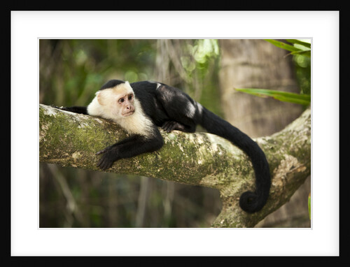 White-Faced Capuchin in a Tree in Manuel Antonio National Park by Anonymous