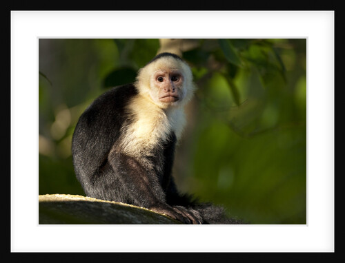 White-Faced Capuchin in a Tree in Manuel Antonio National Park by Anonymous