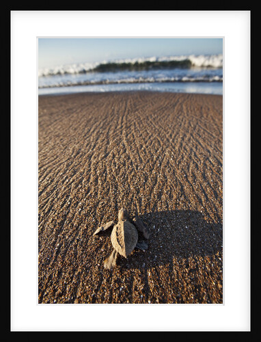 Hatchling Sea Turtle Heads to the Ocean by Anonymous