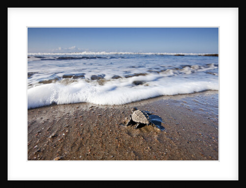 Hatchling Sea Turtle Heads to the Ocean by Anonymous