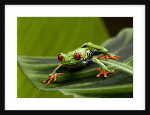 Tree Frog in Costa Rica by Anonymous