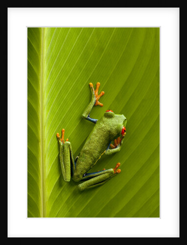 Tree Frog in Costa Rica by Anonymous