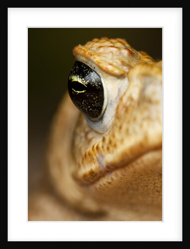 Toad in Costa Rica by Anonymous