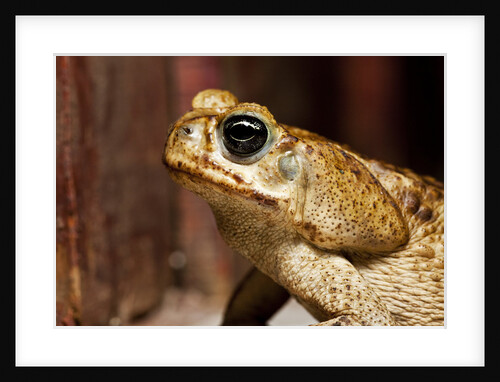 Poisonous Toad in Costa Rica by Anonymous