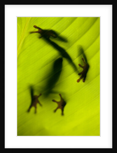 Shadow of a Tree Frog on a Leaf in Costa Rica by Anonymous