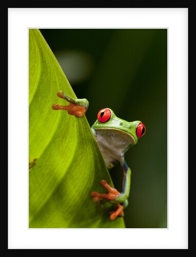 Red-eyed tree frog on leaf by Anonymous