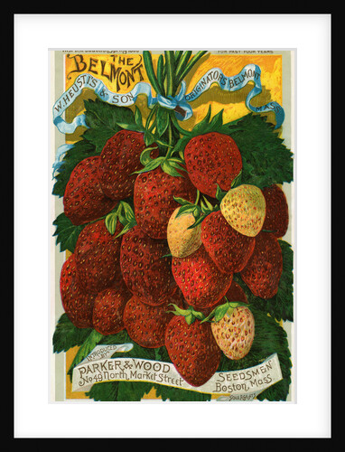 Seed catalog illustration with strawberries by Anonymous