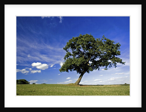 Lone tree at a meadow below a sunny blue sky by Anonymous