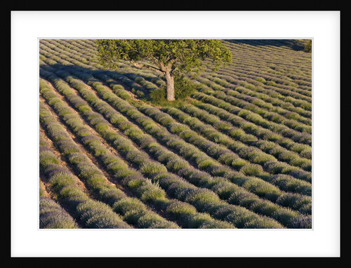 Tree in lavender field by Anonymous