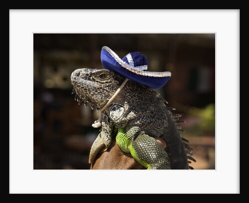 Iguana wearing a sombrero in Cabo San Lucas by Anonymous