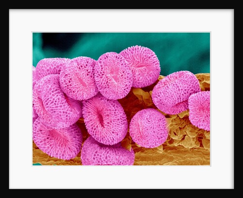 Geranium pollen at a magnification of x400 by Anonymous
