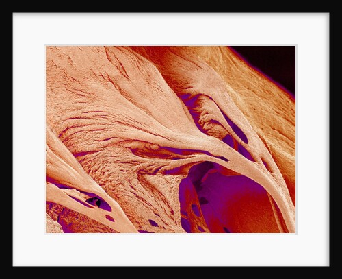 Surface of a valve of a rat heart by Anonymous