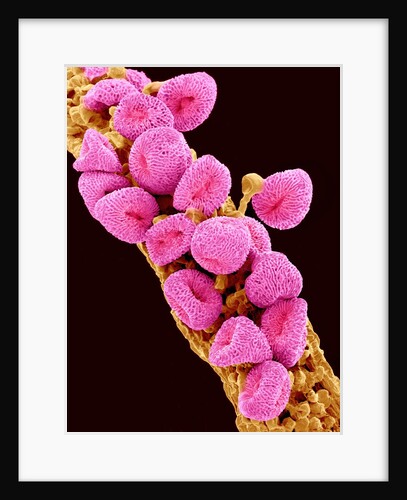 Geranium pollen at a magnification of x300 by Anonymous
