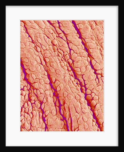 Surface of a valve of a rat heart by Anonymous