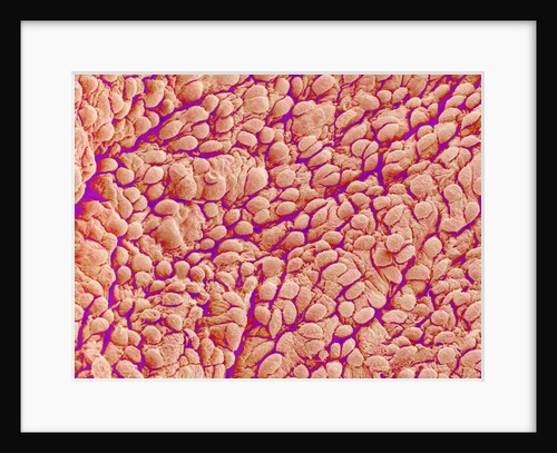 Surface of a valve of a rat heart by Anonymous