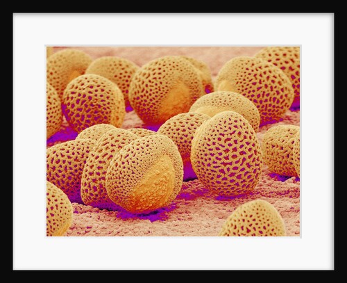 Lily pollen at a magnification of x750 by Anonymous