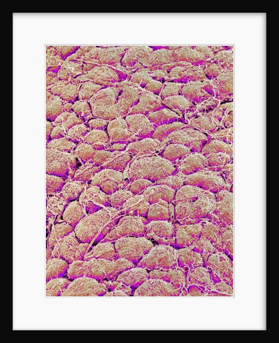 Surface of the pancreas of a rabbit by Anonymous