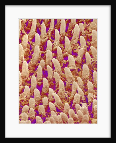 Tongue filiform papillae of a rabbit magnified x300 by Anonymous
