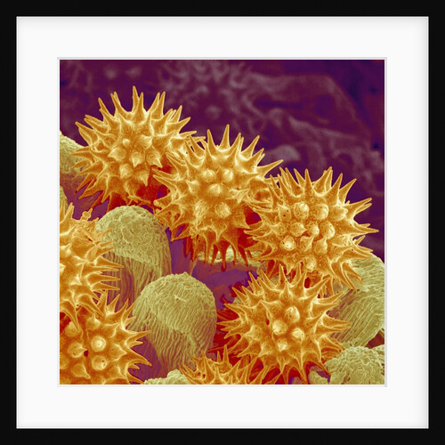 Sunflower pollen at a magnification of x1000 by Anonymous