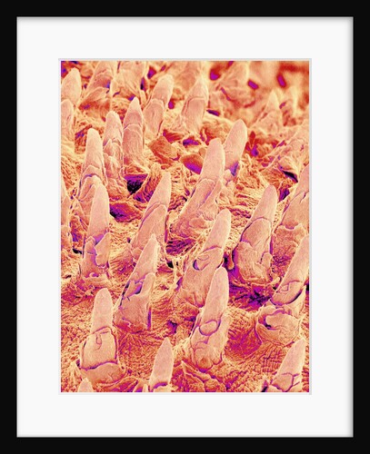 Tongue filiform papillae of a rabbit magnified x300 by Anonymous