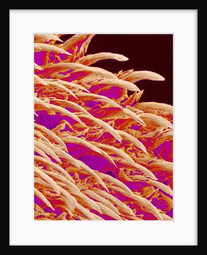 Tongue filiform papillae of a rabbit magnified x300 by Anonymous