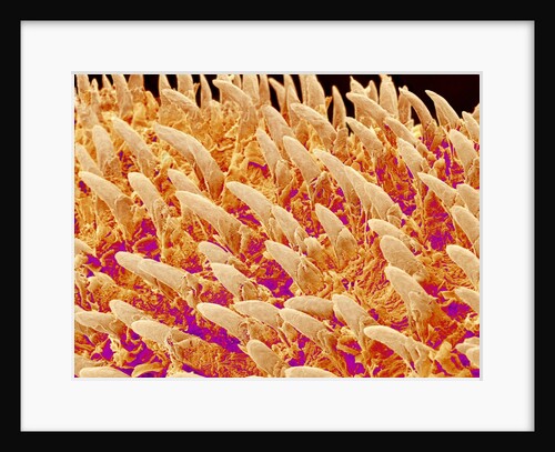 Tongue filiform papillae of a rabbit magnified x200 by Anonymous
