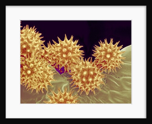 Sunflower pollen at a magnification of x1000 by Anonymous