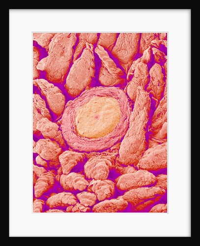 Taste bud cell and tongue filiform papillae of a rabbit magnified x300 by Anonymous