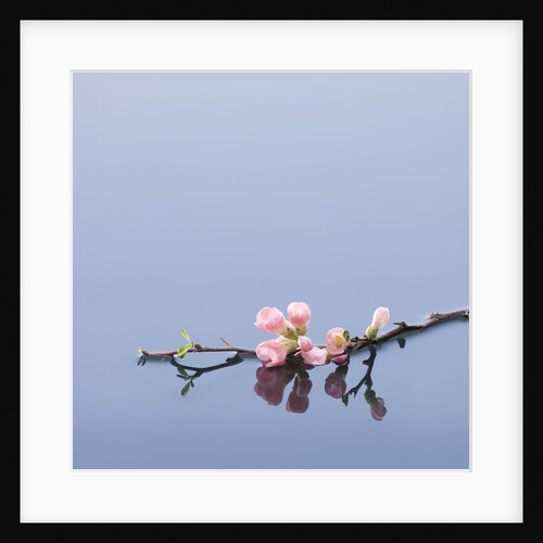 Cherry blossoms on water by Anonymous
