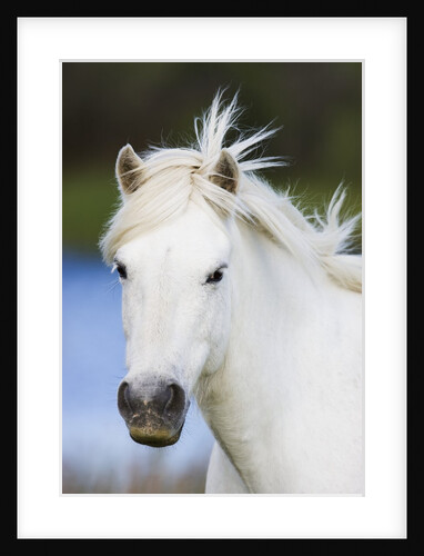 Camargue horse by Anonymous