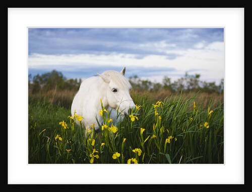 Camargue horse grazing on yellow iris by Anonymous