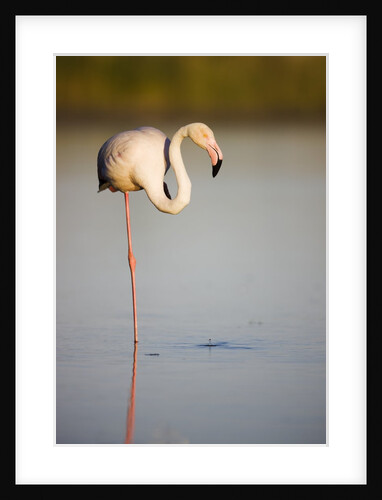 Greater flamingo in lagoon by Anonymous
