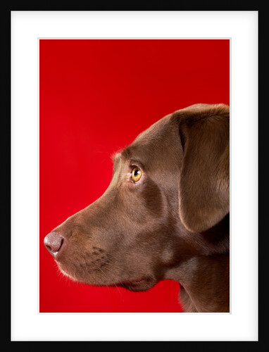 Chocolate lab by Anonymous