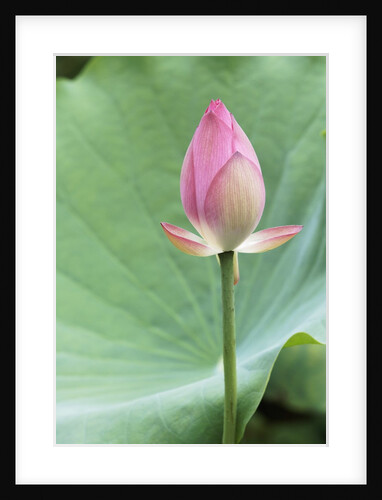 Lotus flower in Lou Lim Ieoc Garden in Macau by Anonymous