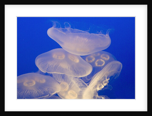 Moon jellies by Anonymous