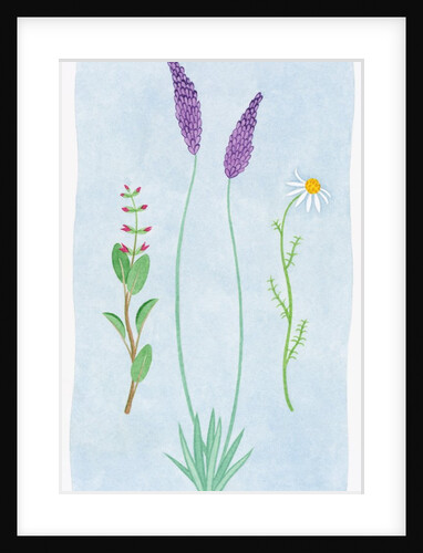 A Group of Blossoms by Anonymous