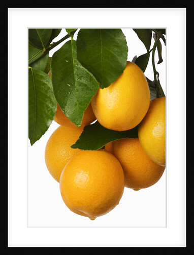 Oranges hanging from tree by Anonymous